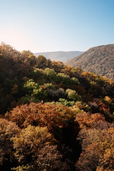 Scenic Shot Autumn Forest Full Trees Orange Yellow Leaves Mountain — Stockfoto