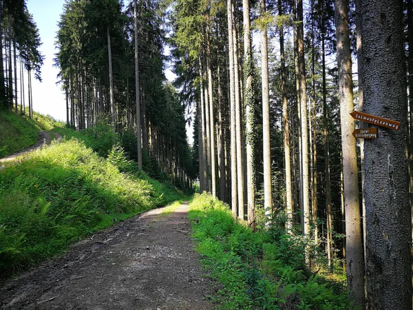 Een Pad Het Midden Van Het Bos Bij Daglicht — Stockfoto