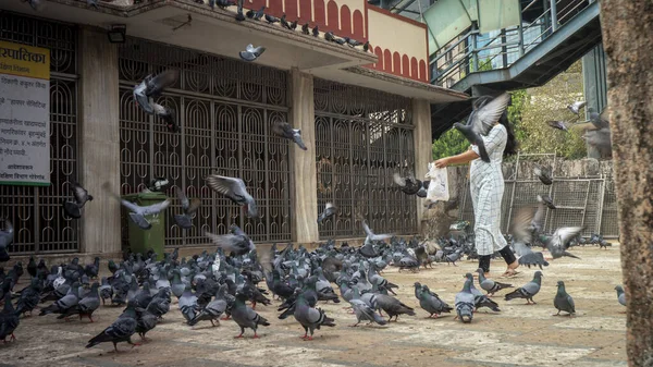 2021年11月19日 一位黑发女子正在喂一群小鸟 印度孟买 — 图库照片