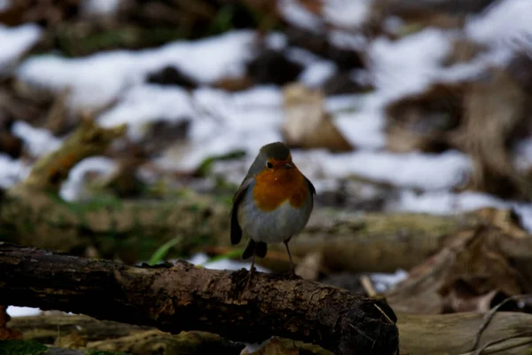 雪地上栖息着一只雀的特写镜头 — 图库照片
