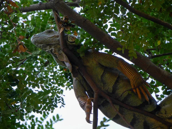 Крупный План Счастливой Игуаны Покоящейся Ветке Дерева Зелеными Листьями Качестве — стоковое фото
