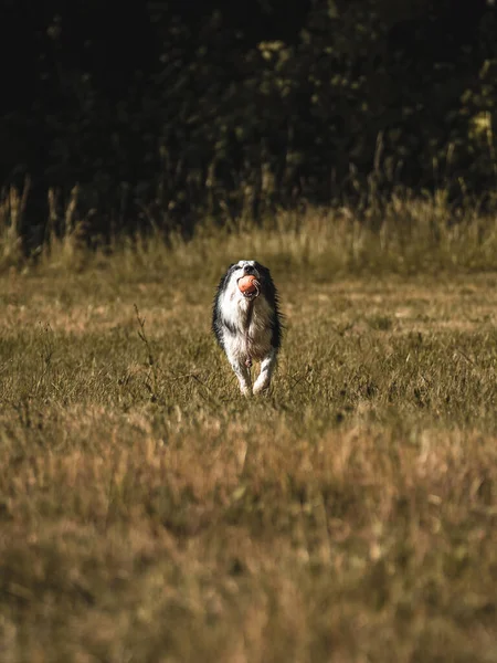 Vertical Shot Adorable Dog Holding Toy Its Mouth Running Park — Zdjęcie stockowe