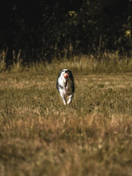 Vertical Shot Adorable Dog Holding Toy Its Mouth Running Park — Foto de Stock