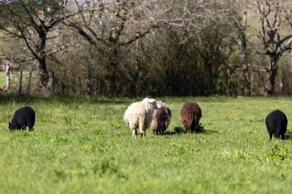 晴れた日に公園の緑の芝生の上で羊の美しいシーン — ストック写真