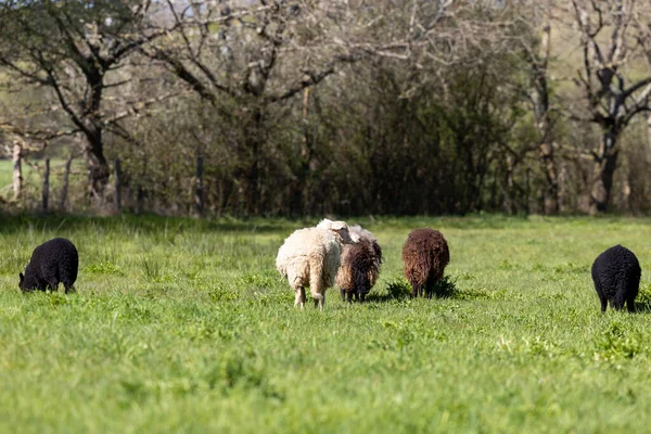 Una Hermosa Escena Ovejas Hierba Verde Parque Día Soleado — Foto de Stock