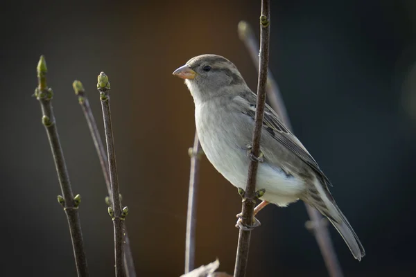 Small Bird Perching Tree Branch Blurred Background — Stockfoto
