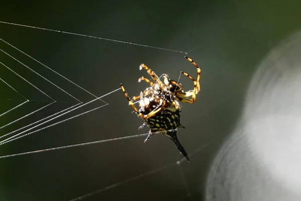 Foco Raso Uma Aranha Amarela Preta Que Gira Uma Web — Fotografia de Stock