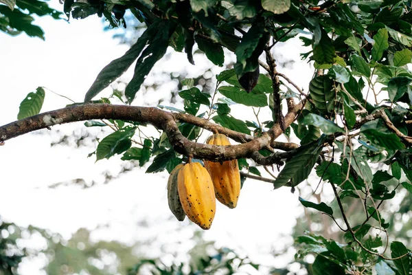 Ripe Fruits Cacao Plant Ecuador — стокове фото