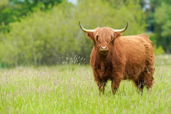 Close Cute Brown Highland Cow Scene Green Field Grass Sunny —  Fotos de Stock