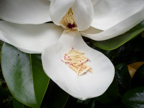 View Southern Magnolia Flower — Stockfoto