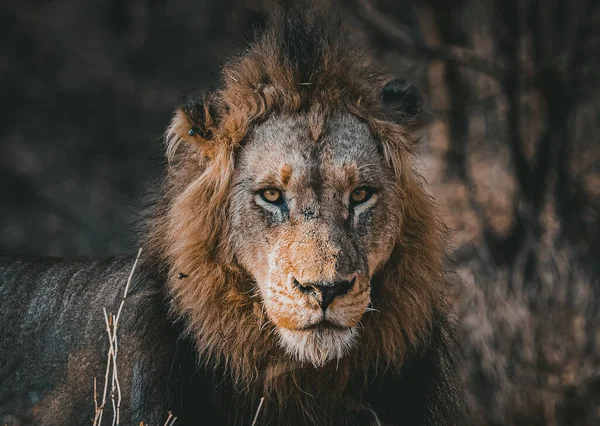 Close Shot Lion Wilderness — Stockfoto