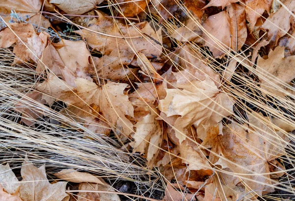 Eine Malerische Aufnahme Von Herbst Ahornblättern Die Auf Dem Boden — Stockfoto