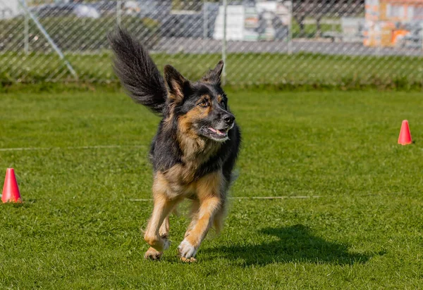 German Shepherd Border Collie Mixed Breed Dog Running Green Grass — Stock Fotó