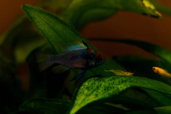 Gros Plan Poissons Près Plantes Vertes Dans Aquarium — Photo