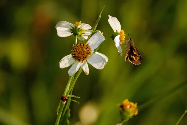 白い花の上に立っている小切手の蝶の浅い焦点 — ストック写真