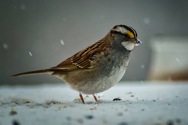 Common Sparrow Ground Park Snowy Day — Photo