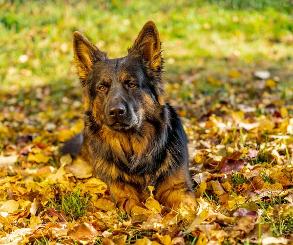 Close Shot Old Cute German Shepherd Dog Lying Yellow Leaves — стоковое фото