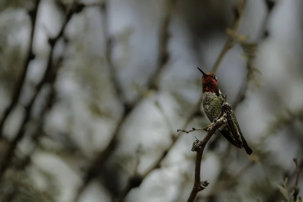 Annas Hummingbird บดวงอาท ตอนบ ายต งอย บนก งไม — ภาพถ่ายสต็อก