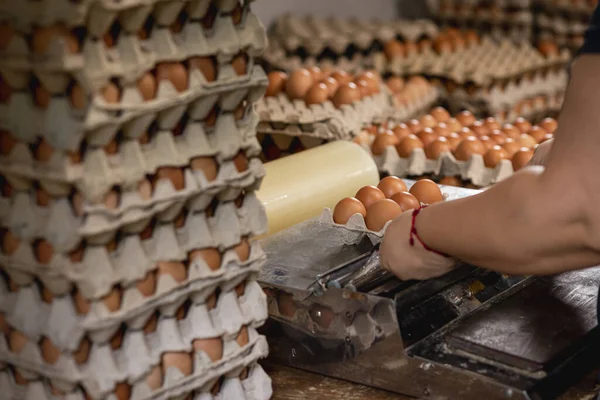 Una Hembra Organizando Unos Huevos Granja Para Enviar Las Tiendas — Foto de Stock