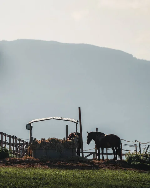農場で馬の垂直ショット — ストック写真