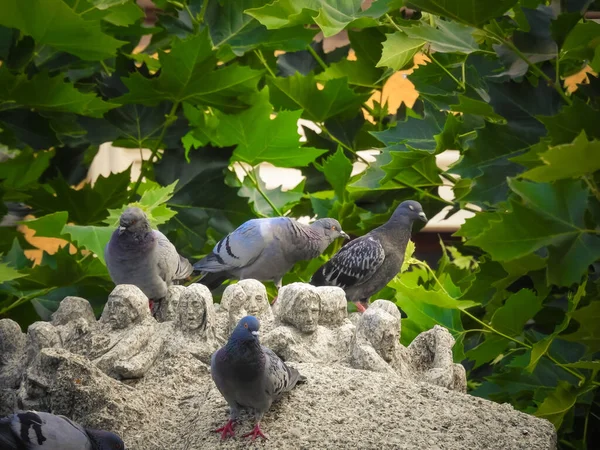 Troupeau Pigeons Perchés Sur Une Statue — Photo
