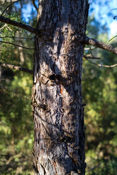 Arbre Forêt Catalane — Photo