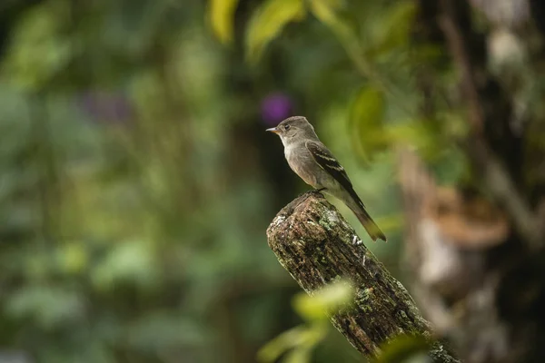 Eine Schöne Aufnahme Eines Vogels Auf Einem Baum Einem Wald — Stockfoto