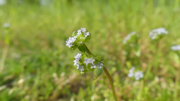 Selective Focus Shot Flowers Corn Salad Valerianella Locusta — Photo