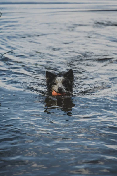 Вертикальний Знімок Собаки Тримає Іграшку Воді Під Сонячним Світлом — стокове фото