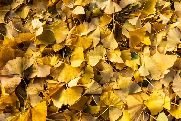 Uma Foto Horizontal Folhas Gingko Dourado Espalhadas Chão Contexto — Fotografia de Stock