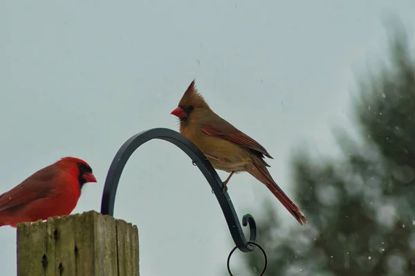 Yellow Shouldered Grosbeak Northern Cardinal Perched Pole Forest — Foto Stock