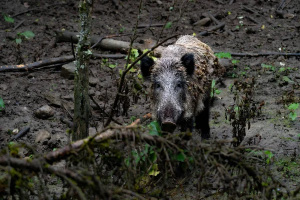 Closeup Wild Boar Wandering Forest — Stock Photo, Image