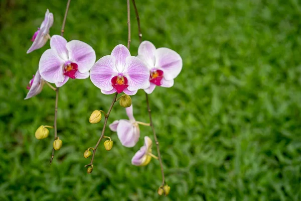 Селективный Фокус Орхидей Ветвях — стоковое фото
