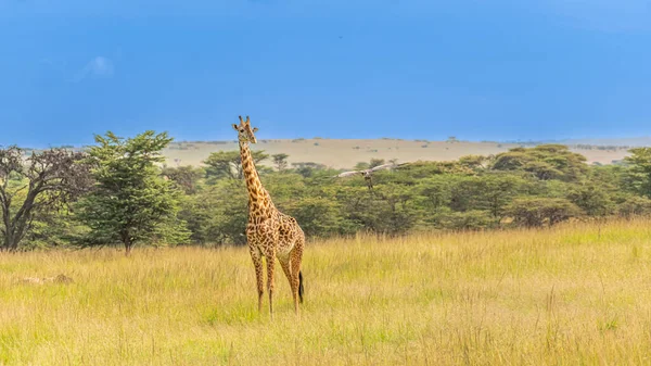 Tranquil Scenery Giraffe Savannah — стоковое фото