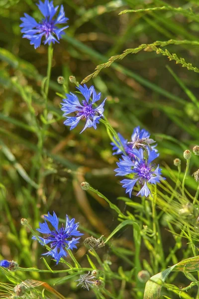 Vertical Shot Adorable Little Blue Cornflowers Blurred Green Background — Stock Fotó