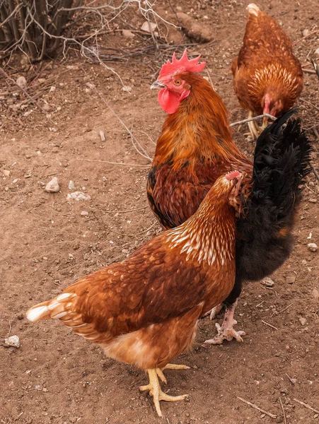 農地での鶏の垂直ショット — ストック写真