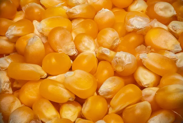 Makro Detailní Záběr Zrnek Kukuřice Cukrové Zdravý Stravovací Koncept Popcorn — Stock fotografie