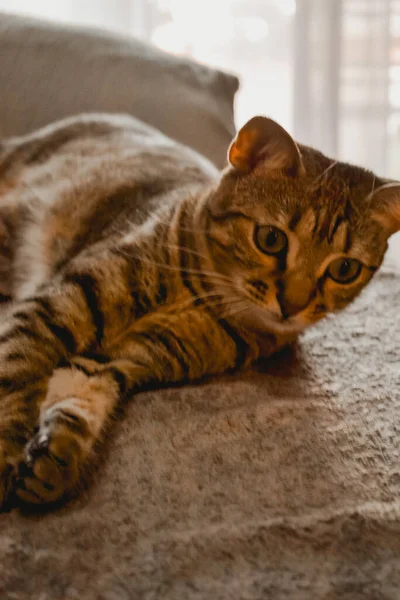 Baby Cat Sofa — Stockfoto