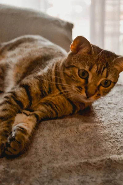 Baby Cat Sofa — Foto de Stock