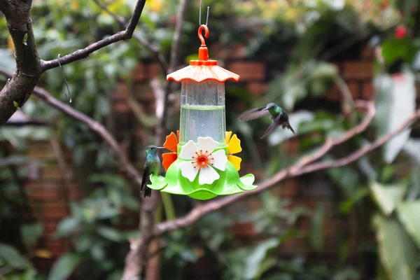 Zbliżenie Kolibra Siedzącego Kwiatowym Domku Dla Ptaków — Zdjęcie stockowe