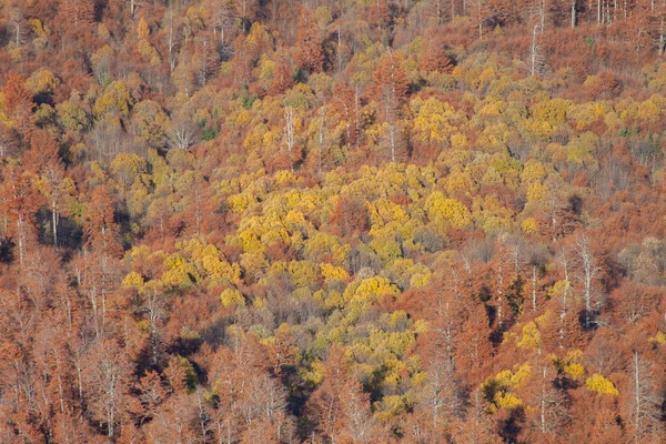 Μια Όμορφη Φθινοπωρινή Σκηνή Του Δάσους Και Πολύχρωμα Φύλλα Στα — Φωτογραφία Αρχείου