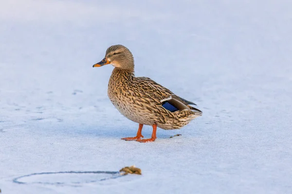 Closeup Shot Brown Duck Standing Alone Winter — Stockfoto