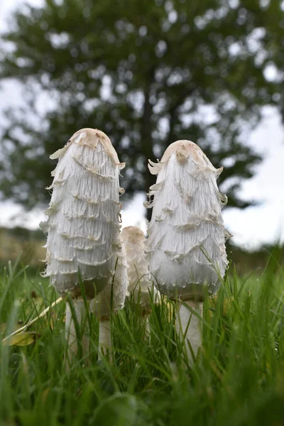 Closeup Shot Wild Mushrooms Growing Grass — Stock Photo, Image