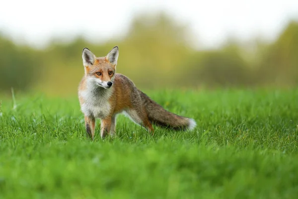 Closeup Shallow Focus Young Small Red Fox Walking Grass Sunny — Foto Stock