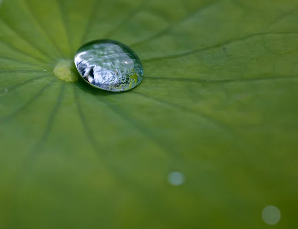 Närbild Vattendroppar Ett Grönt Blad — Stockfoto
