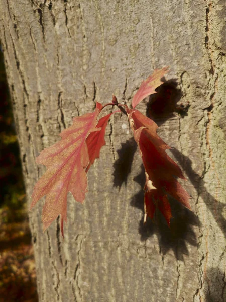 Trzy Kolorowe Liście Rosnące Stronie Drzewa Pod Silnym Słońcem — Zdjęcie stockowe