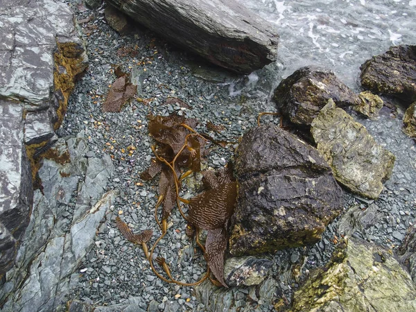 阿根廷岩石海岸上的海藻 — 图库照片