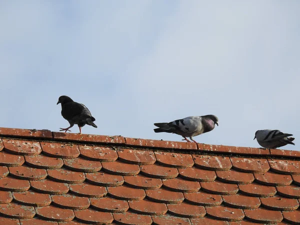옥상에 비둘기 — 스톡 사진