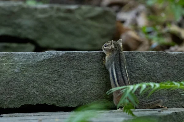 Primo Piano Uno Scoiattolo Nella Foresta — Foto Stock