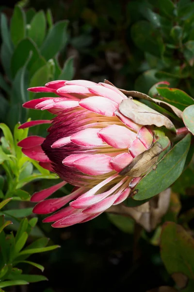 View Broad Leaved Sugarbush Protea Eximia Flowering Plant — стоковое фото